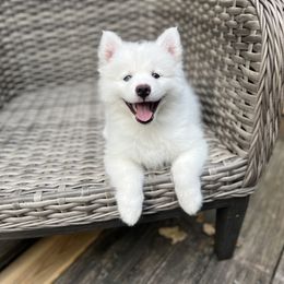 Pomsky Puppies from Granite State Pomskies