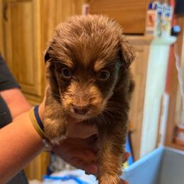 Baker - Red tri-color male Australian Shepherd puppy in Altmar, New York from E&C Australian Shepherds