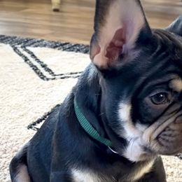 Boy 2 chocolate & tan - Tricolors French Bulldog puppy in Havre, Montana from MT French Bulldogs
