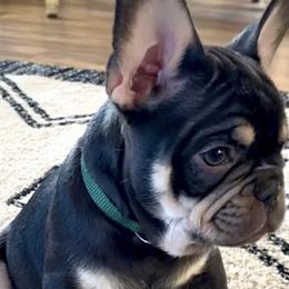 Boy 2 chocolate & tan - Tricolors French Bulldog puppy in Havre, Montana from MT French Bulldogs
