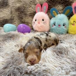 Lola - Chocolate and cream female Dachshund puppy in Stilwell, Oklahoma from B & K Dachshunds