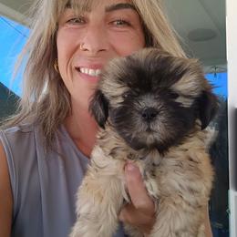 Girl one - Black and tan female Shih Tzu puppy in Paradise, California from Richview Shihtzu