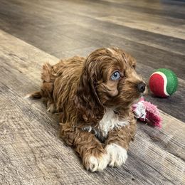 Maple - Red female Cockapoo puppy in Macomb, Missouri from Hunter's Puppies