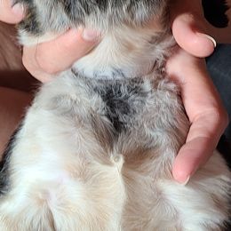 English Springer Spaniel Puppies from Savannah River Springers