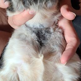 English Springer Spaniel Puppies from Savannah River Springers