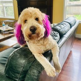 Goldendoodles from Melody’s doodles