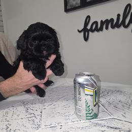 Lola Mae - Black and white female Shihpoo puppy in Eldon, Missouri from B&B Designer Shihpoo’s