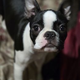 Persephone - Boston Terrier