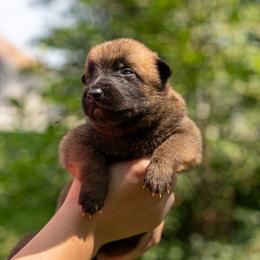 Timber - Fawn male Belgian Malinois puppy in Lincoln, Nebraska from Nebraska K9