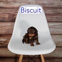 Biscuit - Chocolate male Cavapoo puppy in Calhoun, Georgia from Happy Top Doodles