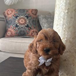 Elliot - Red  male Goldendoodle puppy in Mint Hill, North Carolina from DoodleForever