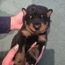 Green - Black and rust male Beauceron puppy in Batavia, New York from Oakland Beaucerons