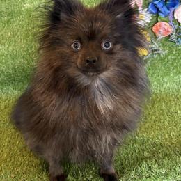 Grizzy - Brindle female Pomeranian puppy in Anchorage, Alaska from Arctic Pomeranians