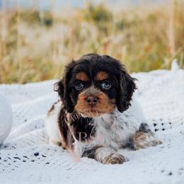 Red collar - Merle female Cockapoo puppy in Missoula, Montana from Big Sky Cockapoos