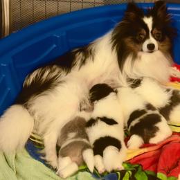Pomeranian Puppies from "Prissy Pups"