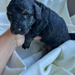 Raven - Black phantom female Aussiedoodle puppy in Berrien Spring, Michigan from Red Bud Beautiful Doodles