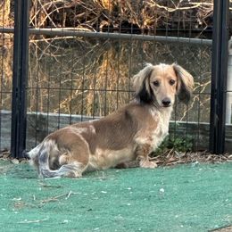 Charity Grace - Dachshund