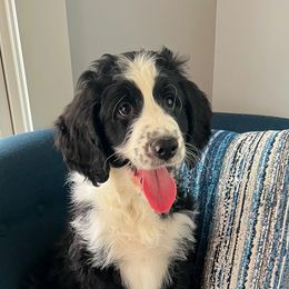 Bernedoodle Puppies from East Coast Bernedoodles