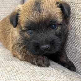 Rocky - Red wheaten male Cairn Terrier puppy in St. Joseph, Missouri from Stone & Thistle Cairn Terriers