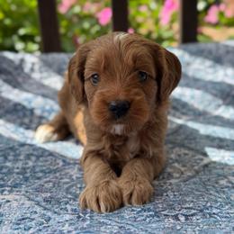 Ella - Red  female Goldendoodle puppy in Wharton, Texas from Little Fur Friends