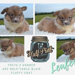 Boy 4 - male Pembroke Welsh Corgi puppy in Poteau, Oklahoma from Half-Pint Corgis
