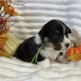 Bugle - Black and tan male American Corgi puppy in Hico, Texas from Chisholm Trail Kennels