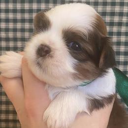 Dewie - Brindle and white male Shih Tzu puppy in Jasper, Georgia from Tiny Bubbles Shih Tzus