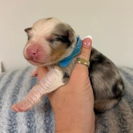 Tamales - Blue merle male Australian Shepherd puppy in Anniston, Alabama from All Hale Aussies