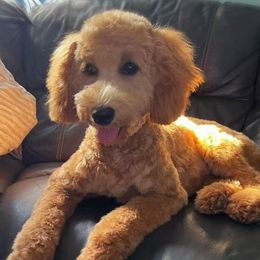 Lucky - Goldendoodle