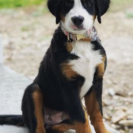 Bernedoodles and Bernese Mountain Dogs from Coldwater Canyon Doodles