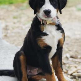 Bernedoodles and Bernese Mountain Dogs from Coldwater Canyon Doodles