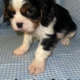 Oreo - Tri-color male Cavalier King Charles Spaniel puppy in Broken Arrow, Oklahoma from Cavalier King Charles Heartland