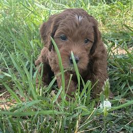 Goldendoodle All Grown Up from Creekside Cottage Doodles