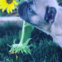 French Bulldogs from San Juan Frenchies