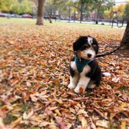 Aussiedoodle Puppies from Crystal Ridge Doodles