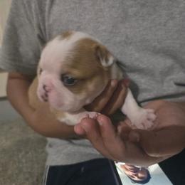 Thor - Blue male Boston Terrier puppy in Gibson City, Illinois from Quinn's Kennels