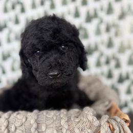 Blue Spruce - Black male Goldendoodle puppy in Fayetteville, Arkansas from Silver Hill Farm