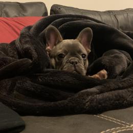 Mrs, doubtfire (doubt) - Blue fawn French Bulldog puppy in Dallas, Texas from Stidham Family Kennels