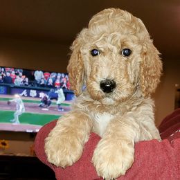 Goldendoodle Puppies from Nichols family k9s