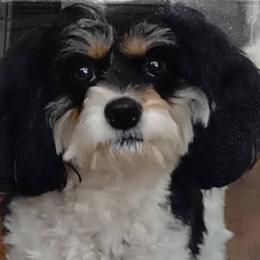 Cavachons and Cavapoos from Sweet Doodles and Poos