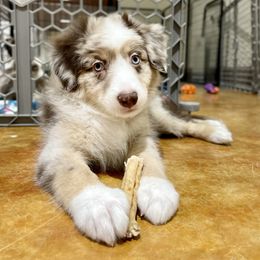 Miniature Australian Shepherd Puppies from Integrity Aussies Tx