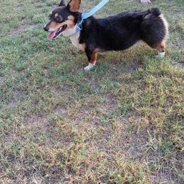 Mini - Black and tan female Pembroke Welsh Corgi puppy in Checotah, Oklahoma from Skoal Creek Corgi's
