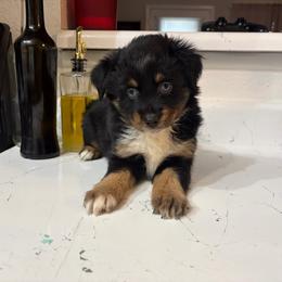 Nani - Black tri female Miniature Australian Shepherd puppy in Fredericksburg, Texas from Wrenfalls Paradise