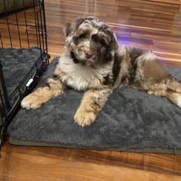 Aussiedoodle and Australian Shepherd Puppies from Homestead Aussies & Doodles
