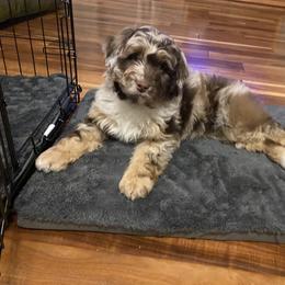 Aussiedoodle and Australian Shepherd Puppies from Homestead Aussies & Doodles