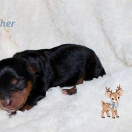 Dasher - Black tri-color male Aussiedoodle puppy in Foxworth, Mississippi from Ten Mile Aussies
