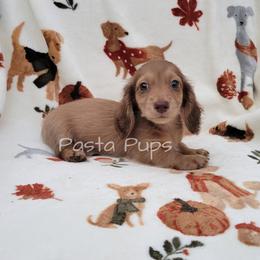 AKC AnW - Chocolate and cream male Dachshund puppy in Texarkana, Arkansas from Pasta Pups Miniature Dachshunds