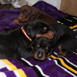 Doberman Pinscher Puppies from Franklin Dobermans
