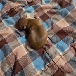 Louis - Chocolate brindled fawn male Chihuahua puppy in Amity, Pennsylvania from Baxters Chihuahuas