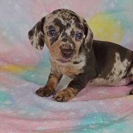 Dachshund Puppies from Newbern's Nuggets